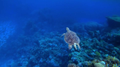 thumbnail of medium Test Schildkröte